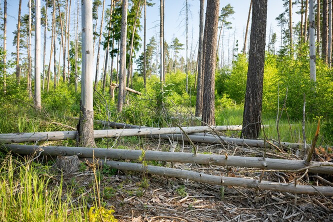 Lesy u Velké Bíteše Lesy u Velké Bíteše