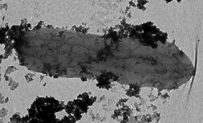 Na snímku je bakterie  Geobacter  obalena tmavými kousky kobaltových minerálů. Pro řadu organismů by to bylo smrtelné setkání.