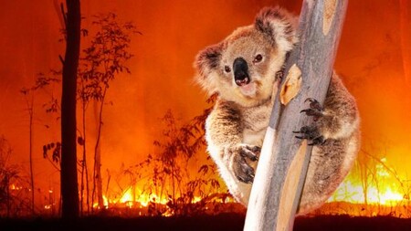 Až 113 živočišných druhů žijících v Austrálii potřebuje po ničivých požárech naléhavou pomoc. Většina z nich přišla o nejméně 30 procent svého přirozeného prostředí. / Ilustrační foto