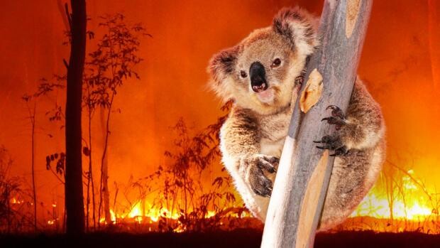 Na pomoc zvířatům v Austrálii postižené požáry poslali lidé do sbírky  „Pomáháme jim přežít“, vyhlášené Zoo Praha, za měsíc 20 milionů korun. Složilo se na ně 17.000 dárců. Ředitel zoologické zahrady Miroslav Bobek to v pátek oznámil v tiskové zprávě, že vybrané peníze již nyní pomáhají poraněným koalům či klokanům, ale také méně známým druhům. V následujících měsících peníze z Česka přispějí k záchraně celých živočišných druhů, které se i vinou požárů ocitly na hraně existence. Rozsáhlé požáry Austrálii sužují několik měsíců. Podle agentury Reuters při nich zemřela až miliarda živočichů.