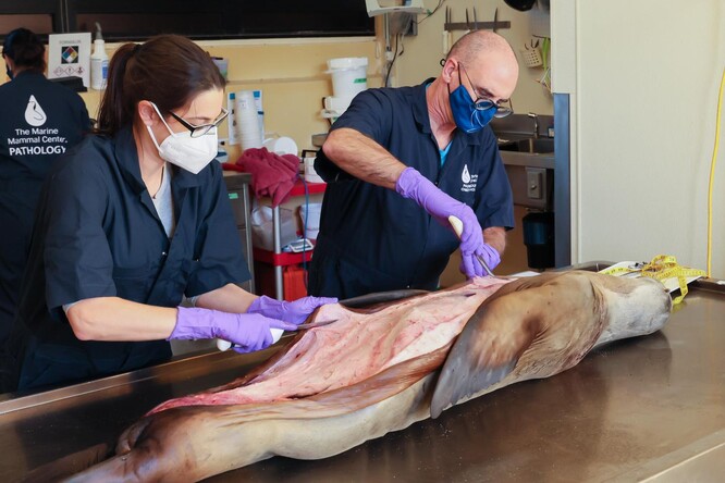 Hlavní patolog Centra mořských savců Padráig Duignan (vpravo) a Maggie Martinezová (vlevo) provádějí počáteční chirurgické řezy během pitvy lachtana kalifornského.