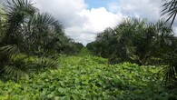 plantáž palmy olejné