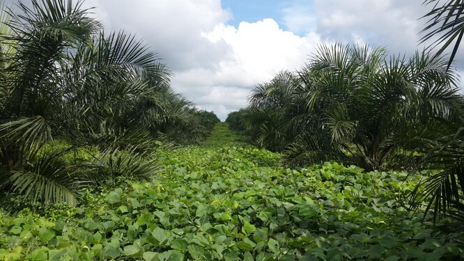 Plantáž palmy olejné v Indonésii.