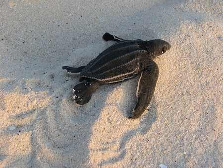 Světové populace mořských želv jsou zřejmě na vzestupu. Na snímku kožatka velká.