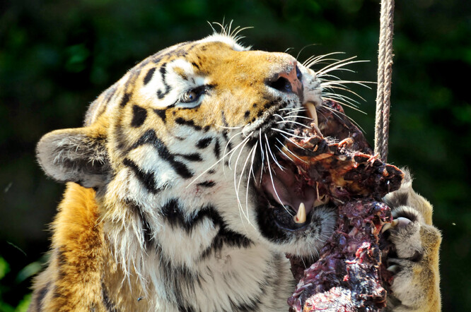Drápy jsou pro tygry důležité i pro přidržení potravy.