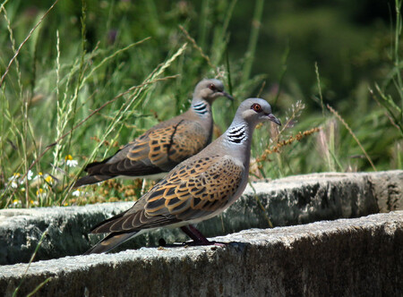 Hrdliček divokých žije v Česku podle odhadu ornitologů 40.000 až 80.000 párů.