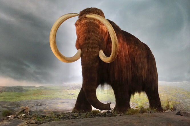 Pomocí CRISPRu budeme schopni udělat třeba mamuta. Když víte, jak mamut vypadal, tak se k němu dostanete.