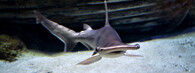 kladivoun tiburo