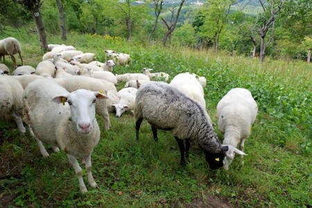 Policie ve Varšavě vyšetřuje případ úhynu poloviny stáda koz, které měly od jara do podzimu spásat vegetaci na jednom z ostrovů na řece Visle a usnadnit tak ptákům hnízdění. / Ilustrační foto