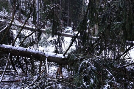 Tisíce stromů popadaly při vichřici, která se před rokem prohnala Národním parkem České Švýcarsko. Ilustrační snímek.