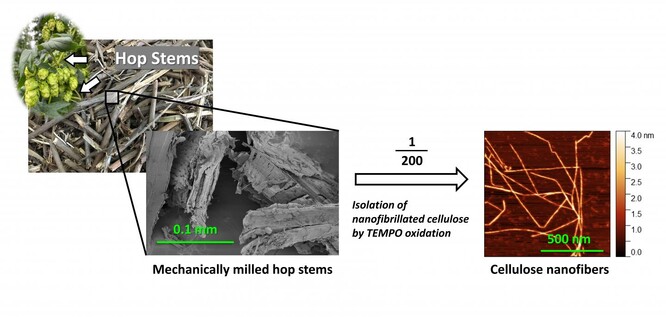 Celulózová nanovlákna vyrobená z odpadních chmelových stonků oxidací pomocí TEMPO.