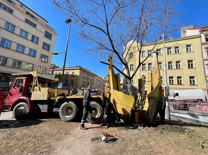 Vyjmutí stromu z původního stanoviště na Tachovském náměstí v Praze 3.