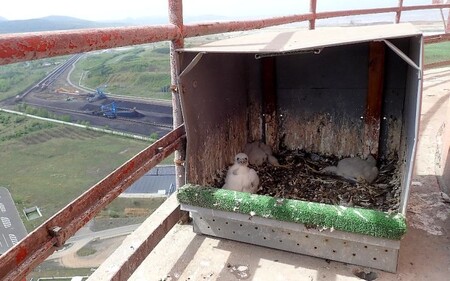 Letošní mláďata před okroužkováním. / Na komínu elektrárny v Ledvicích na Teplicku se vylíhla tři sokolí mláďata. Jsou první, která letos ornitolog okroužkoval.