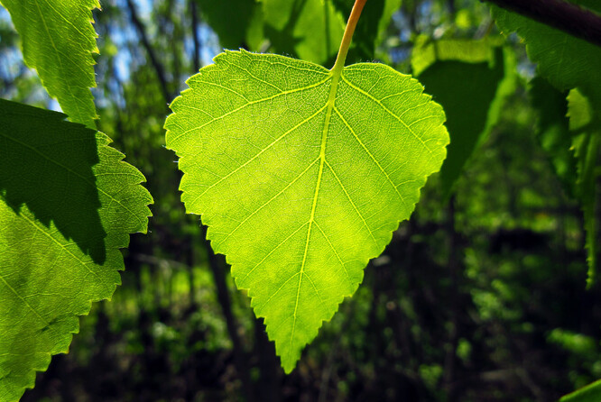 List břízy bělokoré. List břízy bělokoré.