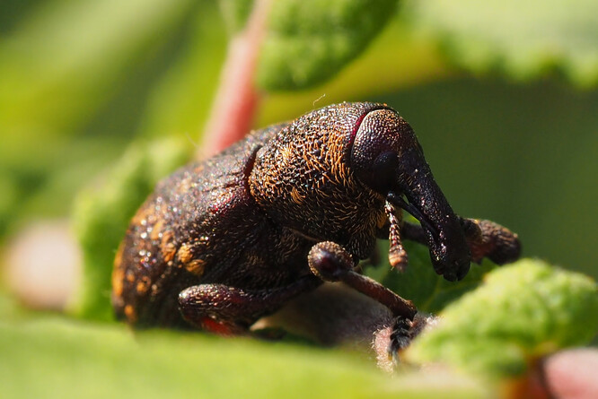 Klikoroh borový. Klikoroh borový.