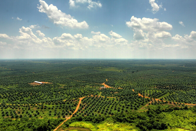 Je zcela nemožné srovnávat hektar tropického deštného pralesa s hektarem tropického suchého lesa nebo zemědělské krajiny mírného pásma sloužící k pěstování některých jiných olejů. Na snímku plantáž palmy olejné.