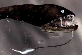 Pásovka štíhlá (Idiacanthus fasciola) s bioluminescentním orgánem na bradovém vousu.