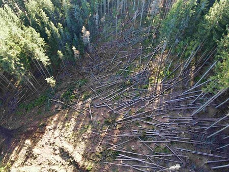 Úřad ve Žďáru nad Sázavou vyzývá lesníky, aby nepřestávali bojovat s kůrovcem. Mezi nejpostiženější v Česku už ministerstvo zemědělství zařadilo dvě třetiny z 20.000 hektarů lesů na území této obce s rozšířenou působností. / Ilustrační foto