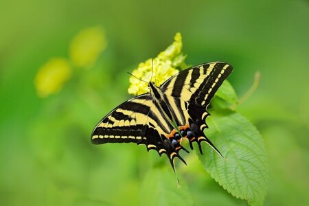 Ve skleníku Fata Morgana se postupně vylíhne 5390 pestrobarevných motýlů z kukel. Celkem by mělo být k vidění 60 až 80 druhů motýlů.