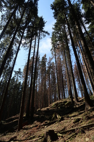 Kůrovcem opuštěné stromy (souše) zpravidla nejsou káceny a zůstávají v lese stát.