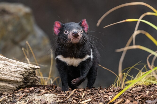 Část výtěžku z prodeje upomínkových předmětů a vstupenek na komentované prohlídky kráteru poputuje na podporu programu Save the Tasmanian Devil Appeal a vývoje vakcíny proti rakovině tváře, která ohrožuje ďábly medvědovité ve volné přírodě.