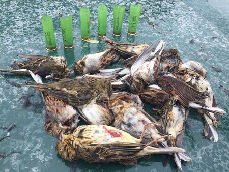 Středomoří zůstává pro tažné ptáky smrtící zónou, včetně zemí EU, jako jsou Itálie nebo Řecko. Podle šetření, jehož výsledky zveřejnila v roce 2015 organizace Birdlife International, je ve Středomoří každoročně zabito 25 000 000 volně žijících ptáků (na obrázku), z velké části nelegálně.