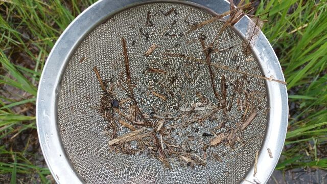 Síťka se zachycenými komáry. Síťka se zachycenými komáry.