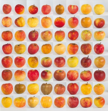 Národní zemědělské muzeum vydává knihu „Sbírka parafínových modelů jablek“, která vznikla jako dílčí katalog jeho rozsáhlé sbírky sádrových a parafinových modelů ovoce a zeleniny.