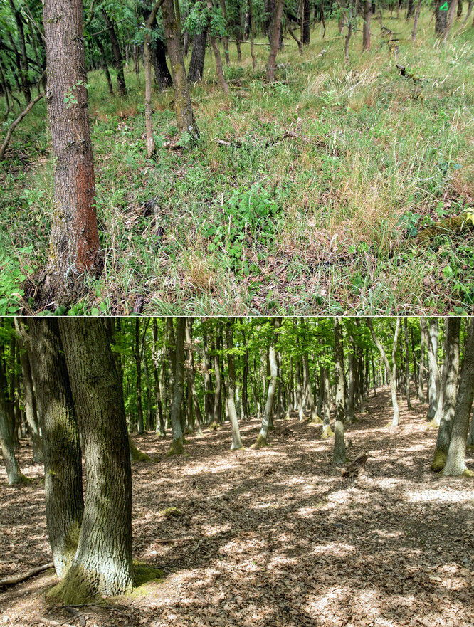 Sprašová doubrava v Milovickém lese - porost v oboře (dole) a mimo ni.