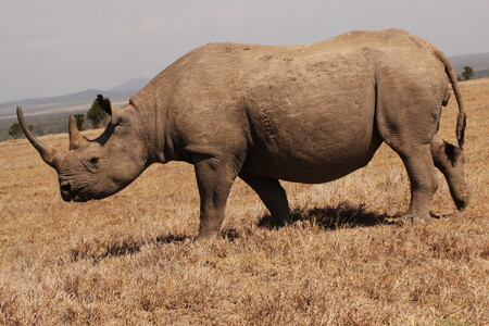Nosorožec dvourohý. Daří se mu dobře, ale je potřeba ho chránit před pytláky.