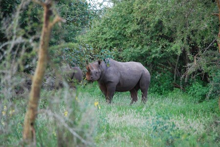 Tři z pěti vzácných nosorožců černých, kteří byli v červnu převezeni ze ZOO Dvůr Králové nad Labem do středoafrické Rwandy, byli v listopadu vypuštěni do volné přírody. Zbylé dva to čeká v blízké budoucnosti.