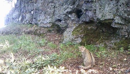 V Doupovských horách na Karlovarsku zachytila fotopast další vzácnou kočku divokou.