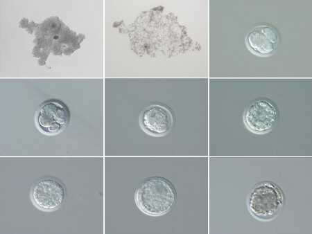 Vývoj oplozeného vajíčka samice Fatu přes stádium 4 a 8 buněk, morulu, až po finální blastocystu