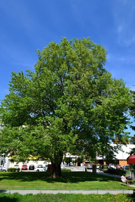 Brňané si v anketě zvolili strom roku, je jím topol bílý rostoucí v parčíku u městského úřadu na Vinohradech.
