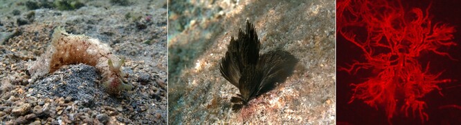Volně žijící organismy obsahující dolastatiny. Zleva: mořský plž zej ušatý (zdroj: Wikimedia Commons), mořská sinice Symploca (zdroj: Wikimedia Commons), mikroskopický snímek sladkovodní sinice Aetokthonos.