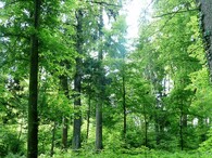 Střední les