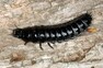 Larva střevlíka se pohybuje nejčastěji ve svrchních vrstvách půdy nebo v hrabance.