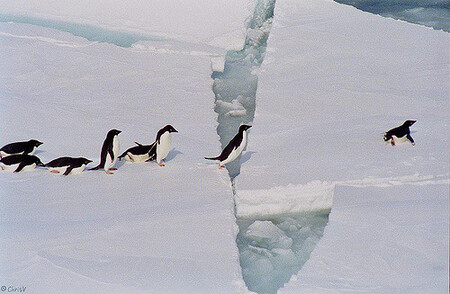 Před pěti lety kolonie tučňáků čítala 160 000 jedinců, nyní se jejich počet snížil na pouhých 10 000. Vědci předpovídají, že kolonie do dvaceti let zcela vymizí, pokud se kra o velikosti 2900 kilometrů čtverečních nerozlomí či se od pobřeží opět neuvolní