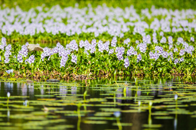 Mimořádně krásná, mimořádně invazní. Tokozelka nadmutá, známá také jako vodní hyacint.
