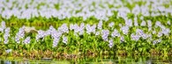 vodní hyacint