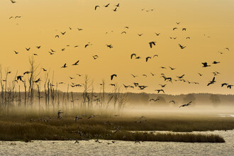 Jen v Evropě každý rok uhyne jeden milion vodních ptáků na otravu olovem.