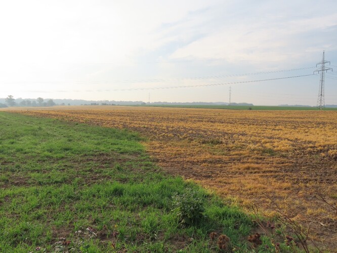 Žluté pole je ošetřené herbicidem, zelené nikoli.