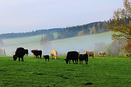 Manželé Řezníčkovi z Bezděkovského mlýna (na snímku) hospodaří na 180 hektarech půdy. Chovají masný skot a ovce a v režimu ekologického zemědělství pěstují obilí i brambory.