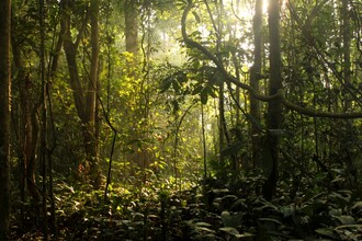 Deštné pralesy pokrývají pouze 7 % celkové plochy země.