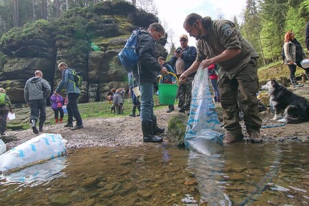 Do řeky Kamenice v národním parku České Švýcarsko začátkem května vyplulo 60 tisíc malých lososů (na obrázku). Do řeky je na vybraných místech vypustili pracovníci správy národního parku za doprovodu studentů ze Španělska a Dánska.