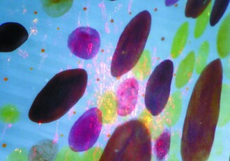 Detail kůže chobotnice s oblastmi, které působí změny barvy.