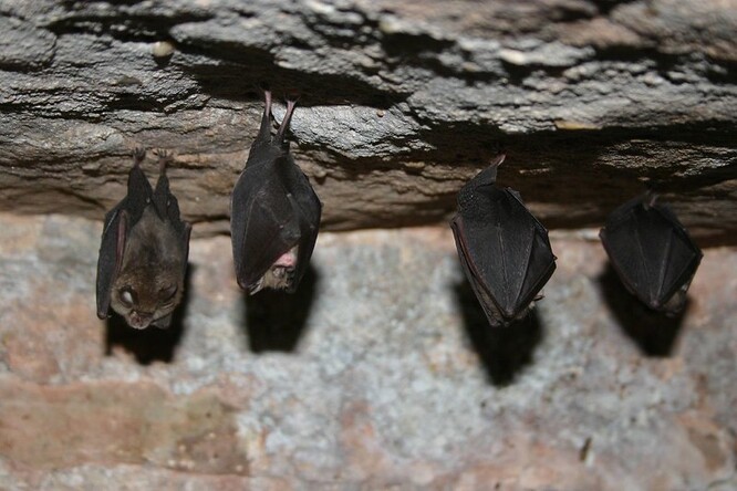 Jeskyně Na Špičáku bude první v Česku, která turistům nabídne poslech fascinujících signálů netopýrů při standardní prohlídce.