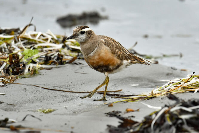Kulík hnědý, ilustrační snímek. Kulík hnědý, ilustrační snímek.