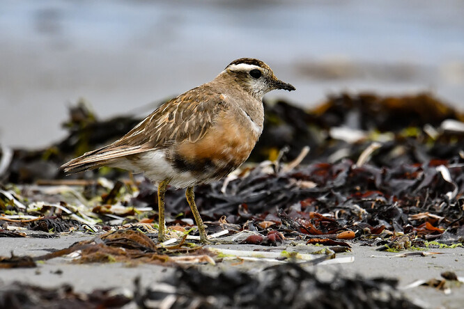 Kulík hnědý. Kulík hnědý.