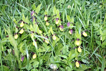 Střevičník pantoflíček na Čertoryjích v květnu 2014. To měl ještě 30 květů.